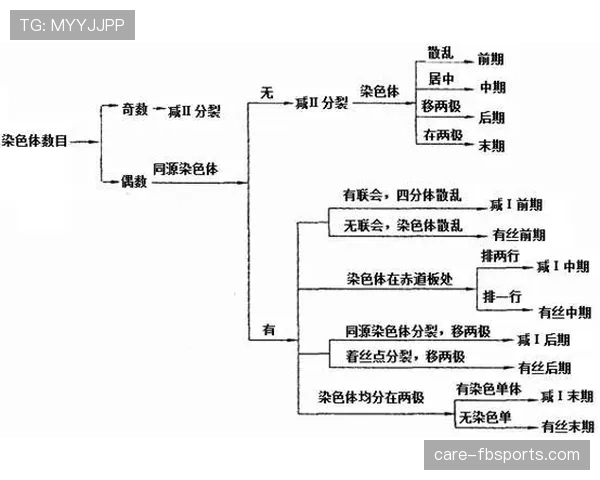 详细解读篮球比赛中挑战判罚规则的具体判定标准与执行流程